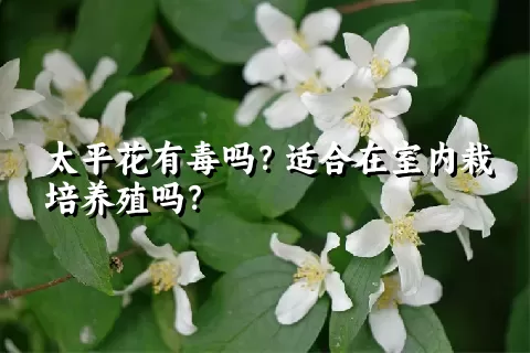 太平花有毒吗？适合在室内栽培养殖吗？