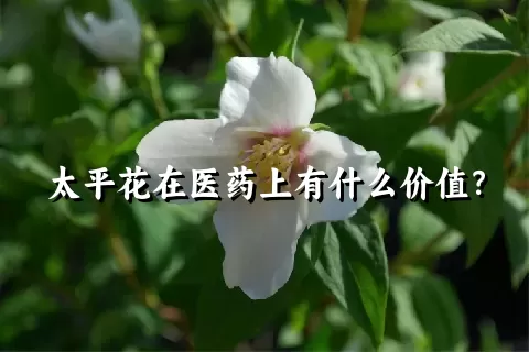 太平花在医药上有什么价值？