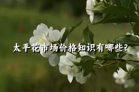 太平花市场价格知识有哪些？