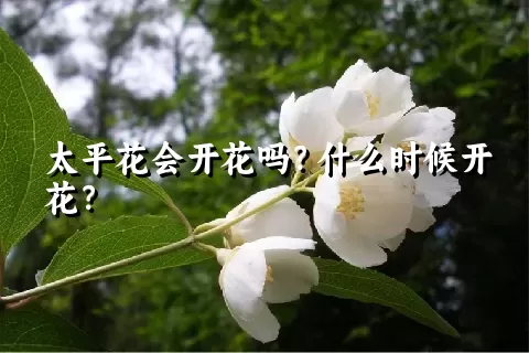 太平花会开花吗？什么时候开花？