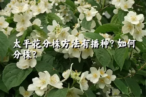 太平花分株方法有播种？如何分株？