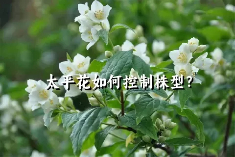 太平花如何控制株型？