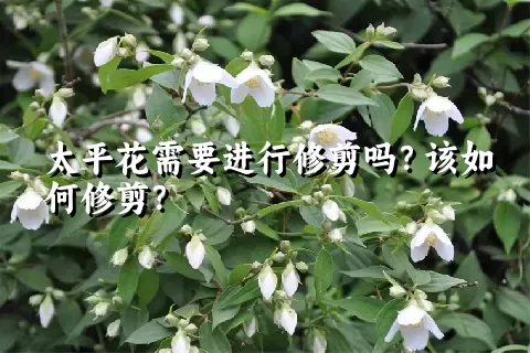 太平花需要进行修剪吗？该如何修剪？