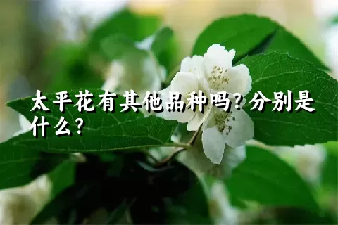 太平花有其他品种吗？分别是什么？