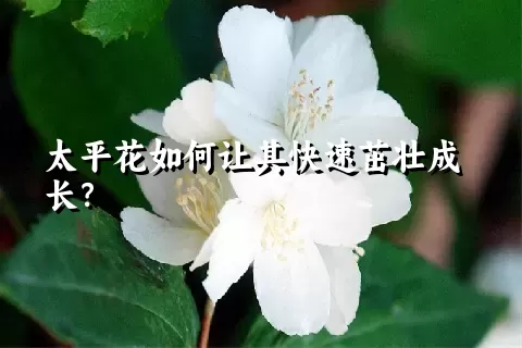 太平花如何让其快速茁壮成长？