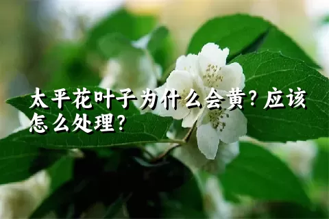 太平花叶子为什么会黄？应该怎么处理？