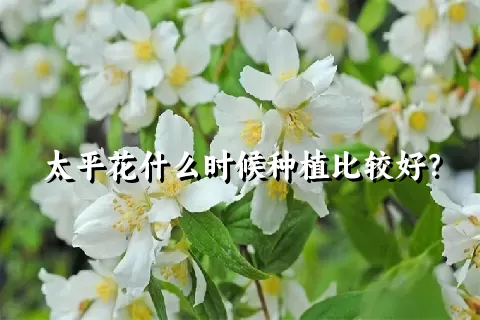 太平花什么时候种植比较好？