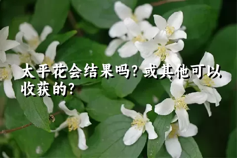 太平花会结果吗？或其他可以收获的？