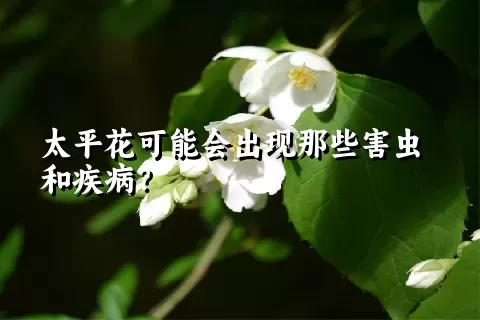 太平花可能会出现那些害虫和疾病？