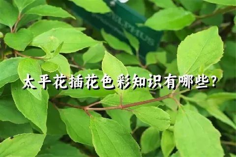 太平花插花色彩知识有哪些？