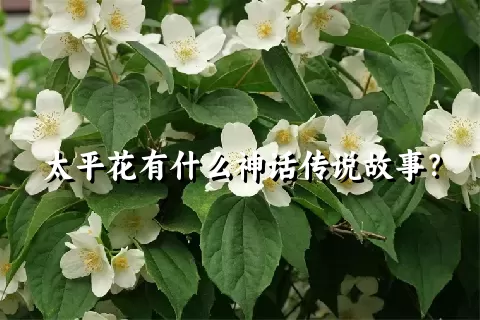 太平花有什么神话传说故事？