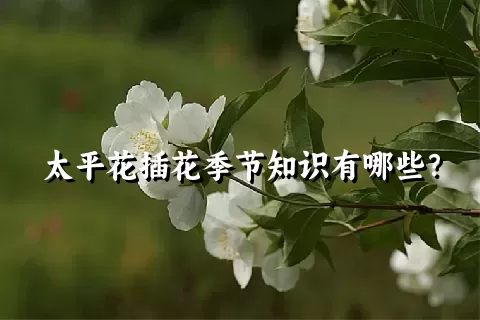 太平花插花季节知识有哪些？