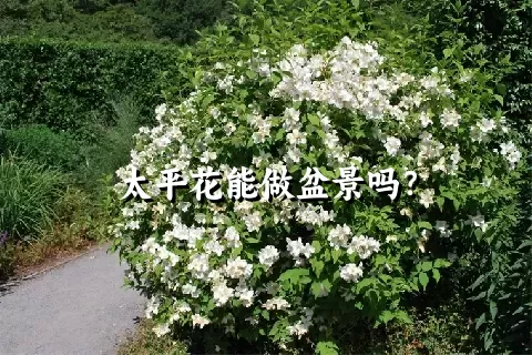 太平花能做盆景吗？