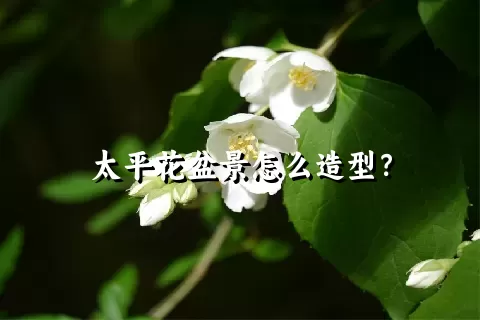 太平花盆景怎么造型？