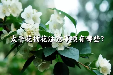 太平花插花注意事项有哪些？