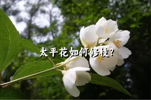 太平花如何修枝？