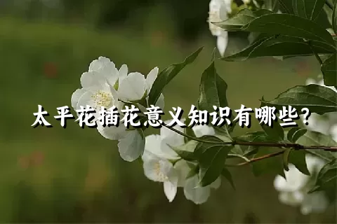 太平花插花意义知识有哪些？