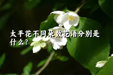 太平花不同朵数花语分别是什么？