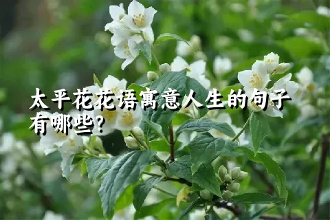 太平花花语寓意人生的句子有哪些？