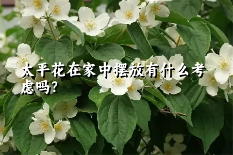 太平花在家中摆放有什么考虑吗？