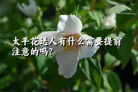 太平花送人有什么需要提前注意的吗？