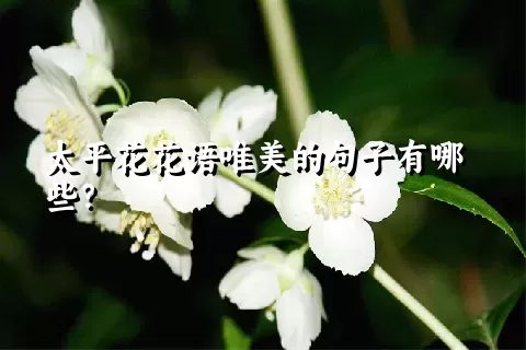 太平花花语唯美的句子有哪些？