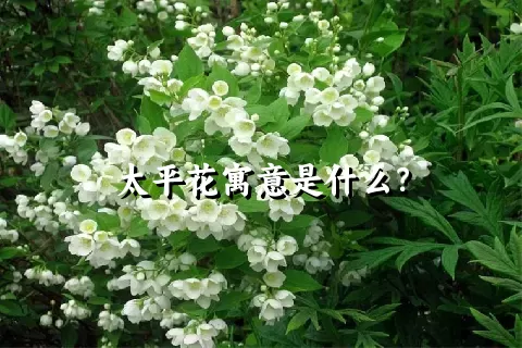 太平花寓意是什么？