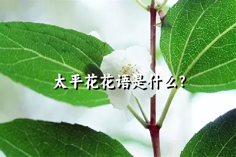 太平花花语是什么？