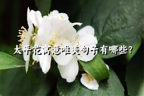 太平花寓意唯美句子有哪些？