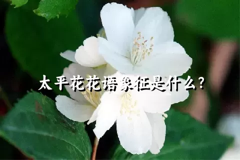 太平花花语象征是什么？