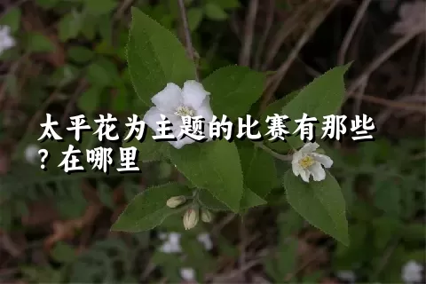 太平花为主题的比赛有那些？在哪里