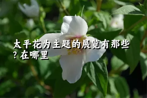 太平花为主题的展览有那些？在哪里