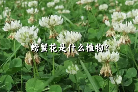 螃蟹花是什么植物？