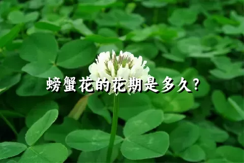 螃蟹花的花期是多久？