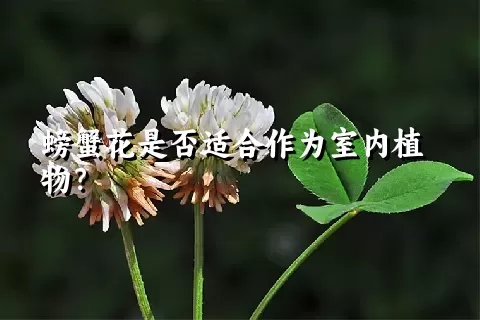 螃蟹花是否适合作为室内植物？