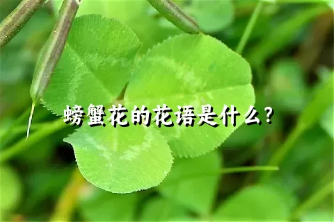 螃蟹花的花语是什么？