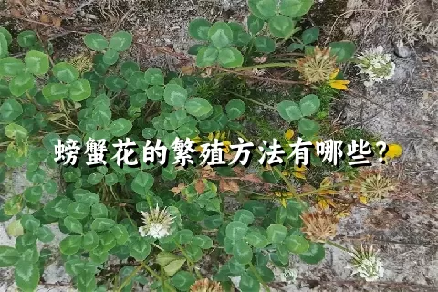 螃蟹花的繁殖方法有哪些？