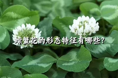 螃蟹花的形态特征有哪些？