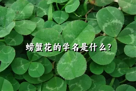 螃蟹花的学名是什么？