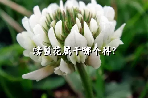 螃蟹花属于哪个科？