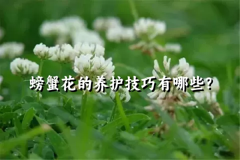 螃蟹花的养护技巧有哪些？