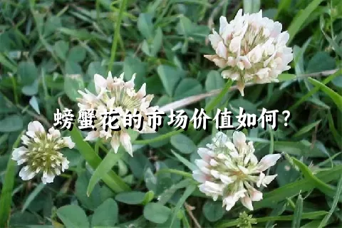 螃蟹花的市场价值如何？