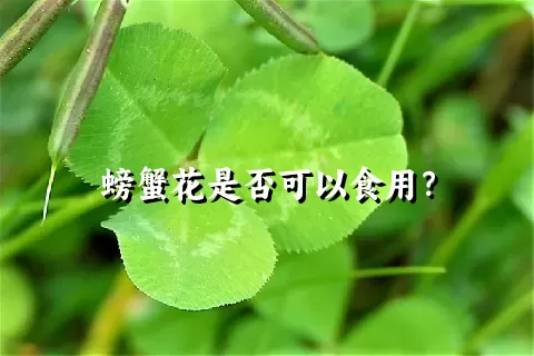 螃蟹花是否可以食用？