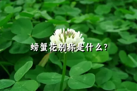 螃蟹花别称是什么？