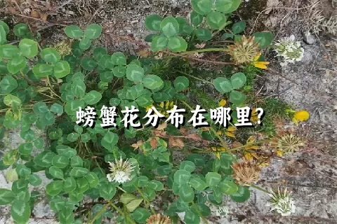 螃蟹花分布在哪里?