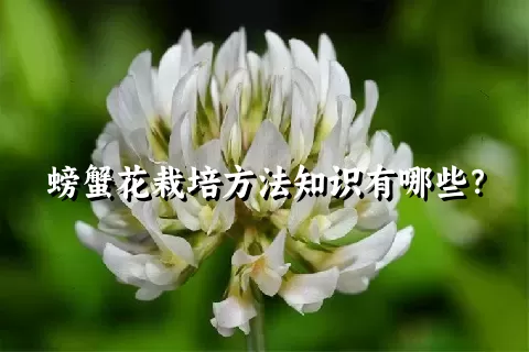 螃蟹花栽培方法知识有哪些？