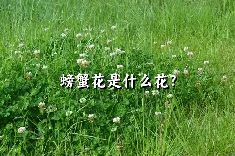 螃蟹花是什么花？