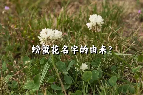 螃蟹花名字的由来？