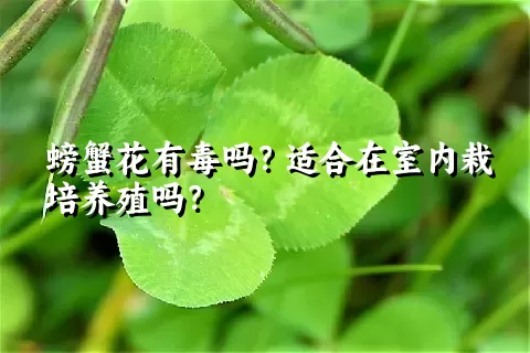 螃蟹花有毒吗？适合在室内栽培养殖吗？