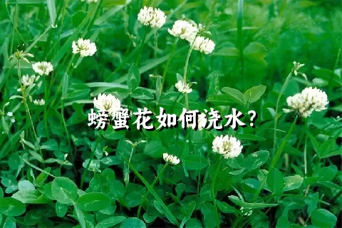 螃蟹花如何浇水？